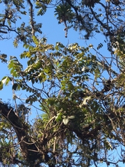 Spathodea campanulata