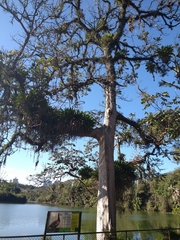 Spathodea campanulata