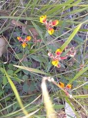 Pultenaea myrtoides