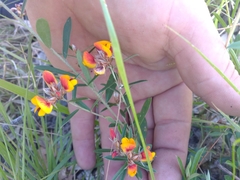 Pultenaea myrtoides