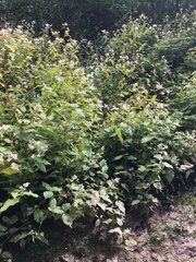 Koenigia campanulata