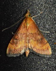 Pyrausta rubricalis