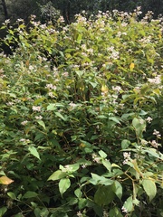 Koenigia campanulata