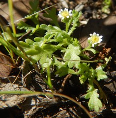 Brachyscome goniocarpa