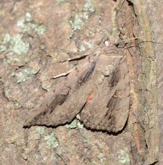 Catocala amatrix
