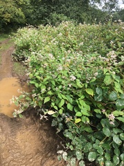 Koenigia campanulata