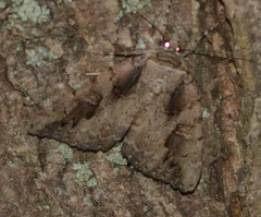Catocala amatrix