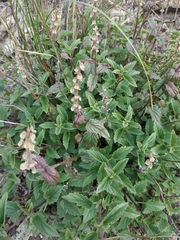 Scutellaria supina
