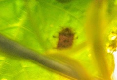 Aspidimorpha miliaris