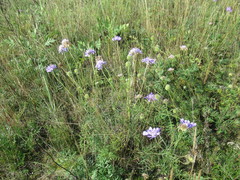 Scabiosa comosa
