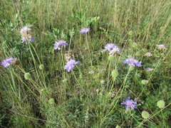 Scabiosa comosa