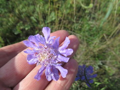 Scabiosa comosa