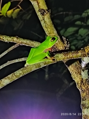Zhangixalus aurantiventris