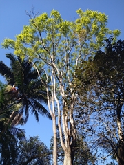 Cedrela fissilis