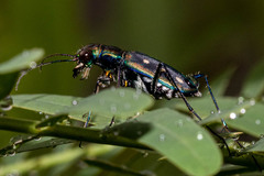 Cicindela flavomaculata