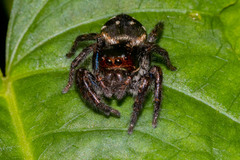 Araneae