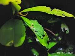 Zhangixalus aurantiventris