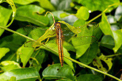 Crocothemis servilia