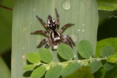 Araneae