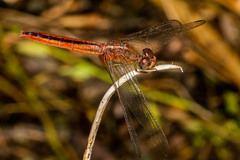 Crocothemis servilia
