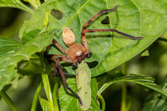 Araneae