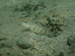 Cryptocentrus melanopus