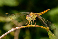 Crocothemis servilia