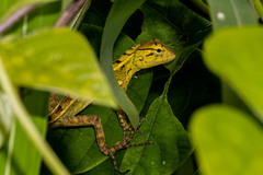 Calotes versicolor