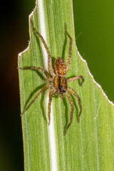 Araneae