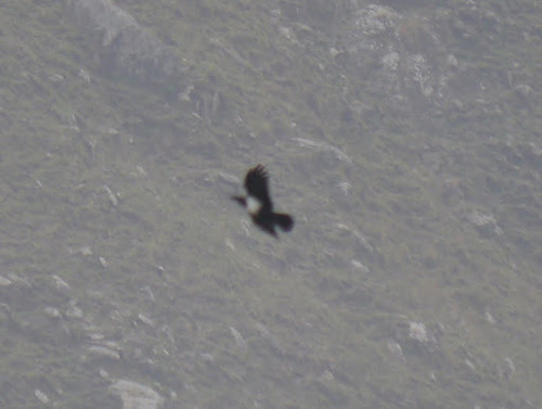 Pied Crow