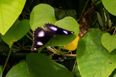 Hypolimnas bolina