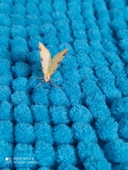 Opisthograptis luteolata