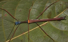 Marmessoidea vinosa