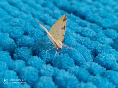 Opisthograptis luteolata