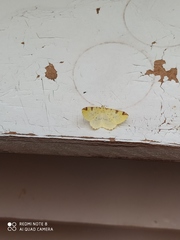 Opisthograptis luteolata