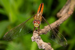Crocothemis servilia