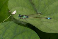 Ischnura senegalensis