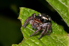 Araneae
