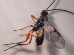 Cotesia wonboynensis