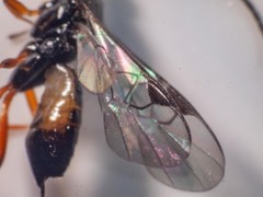 Cotesia wonboynensis