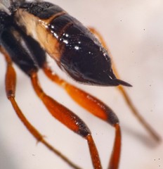 Cotesia wonboynensis