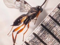 Cotesia wonboynensis