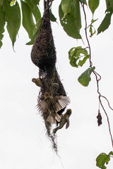 Ploceus philippinus