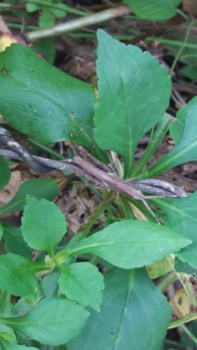 Silent Slant-Faced Grasshopper
