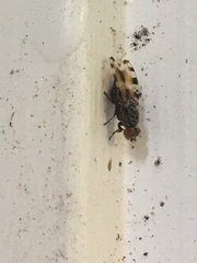 Pseudotephritis vau