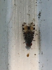 Pseudotephritis vau