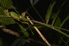 Diardia diardi