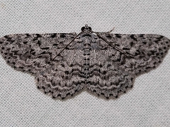 Psilosticha mactaria