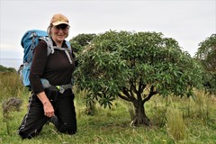 Macrolearia angustifolia