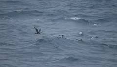 Stercorarius pomarinus